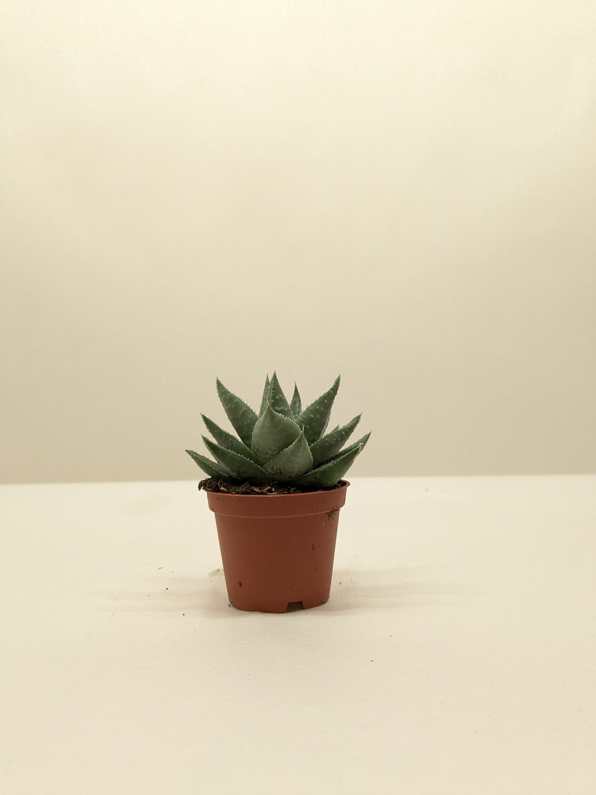 Succulent Haworthia Savanna
