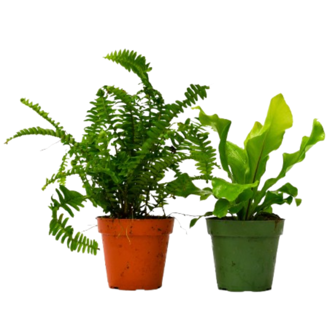 2 Fern Variety Pack - 4" Pot