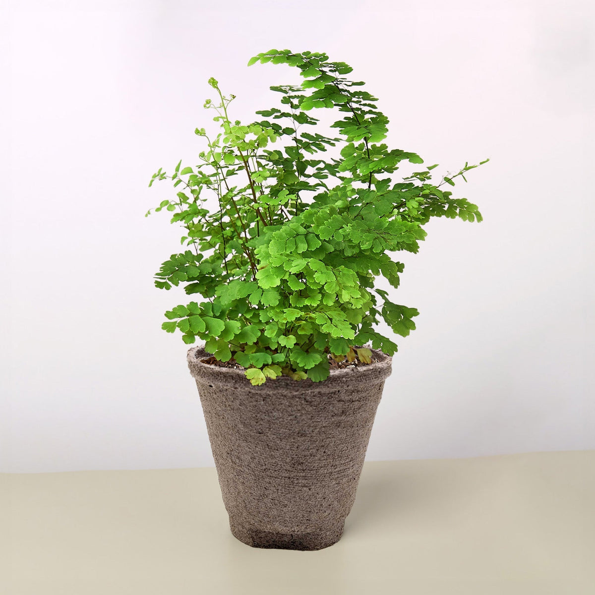 Maidenhair Fern