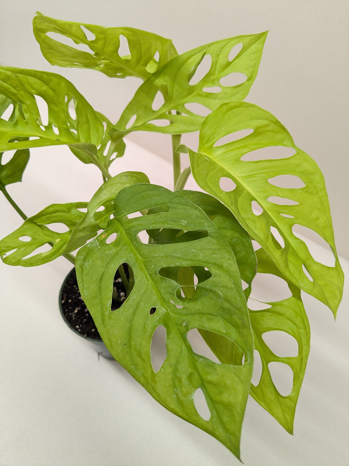 Monstera Adansonii 'Swiss Cheese Neon'
