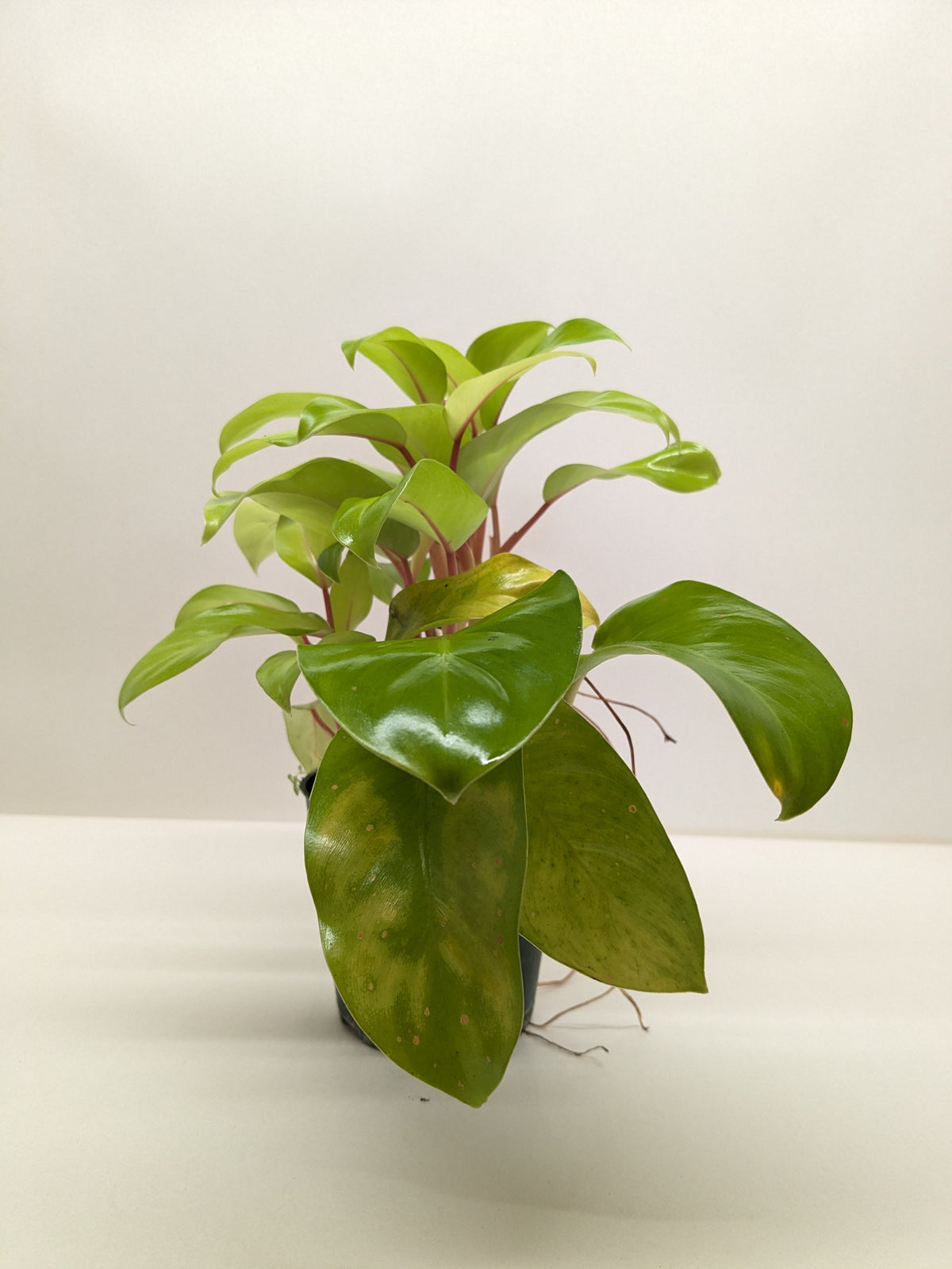 Philodendron 'Lemon Lime'