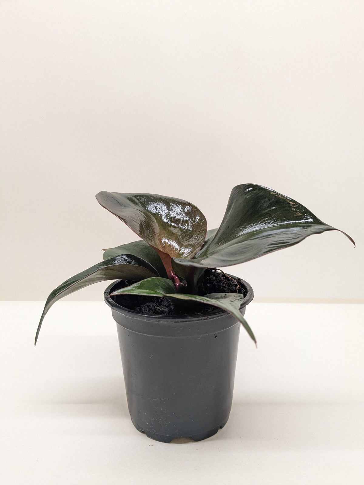 Philodendron 'Red Heart'