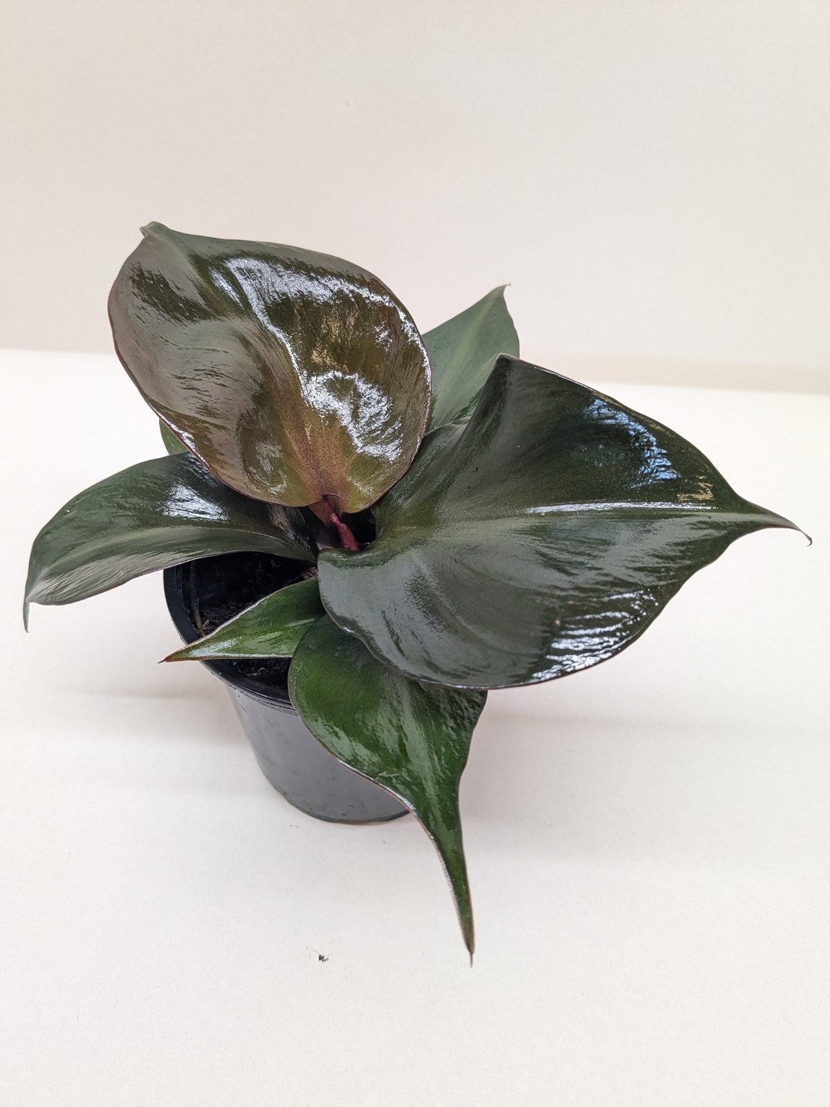Philodendron 'Red Heart'
