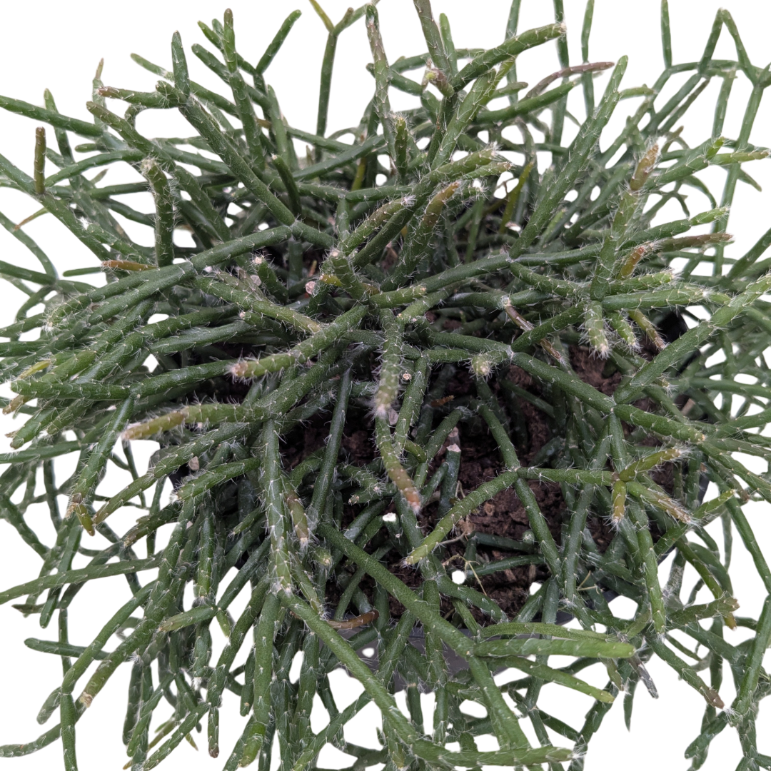 Succulent Cactus 'Mistletoe'