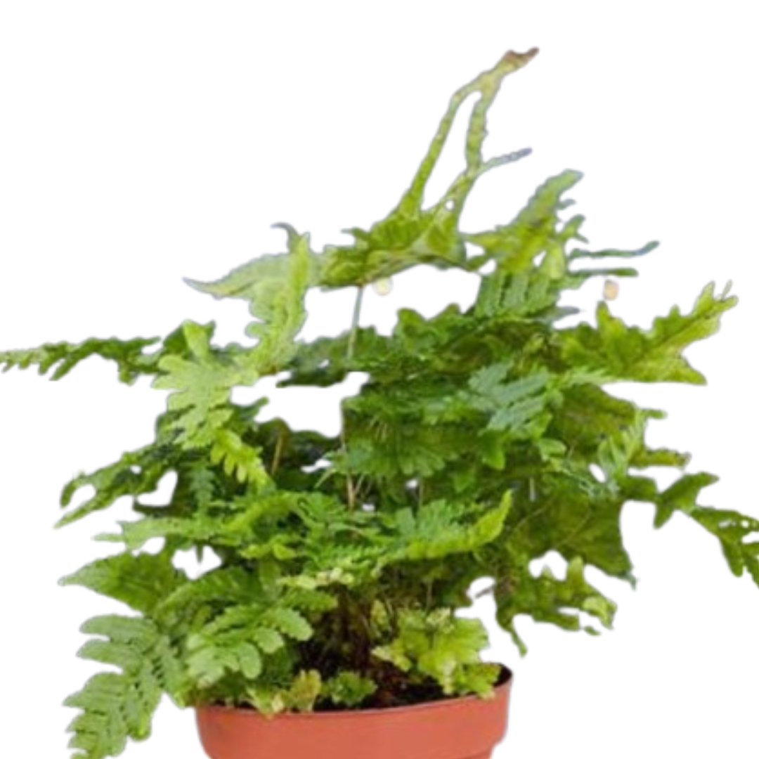 'Autumn' Fern - 4" Pot - NURSERY POT ONLY