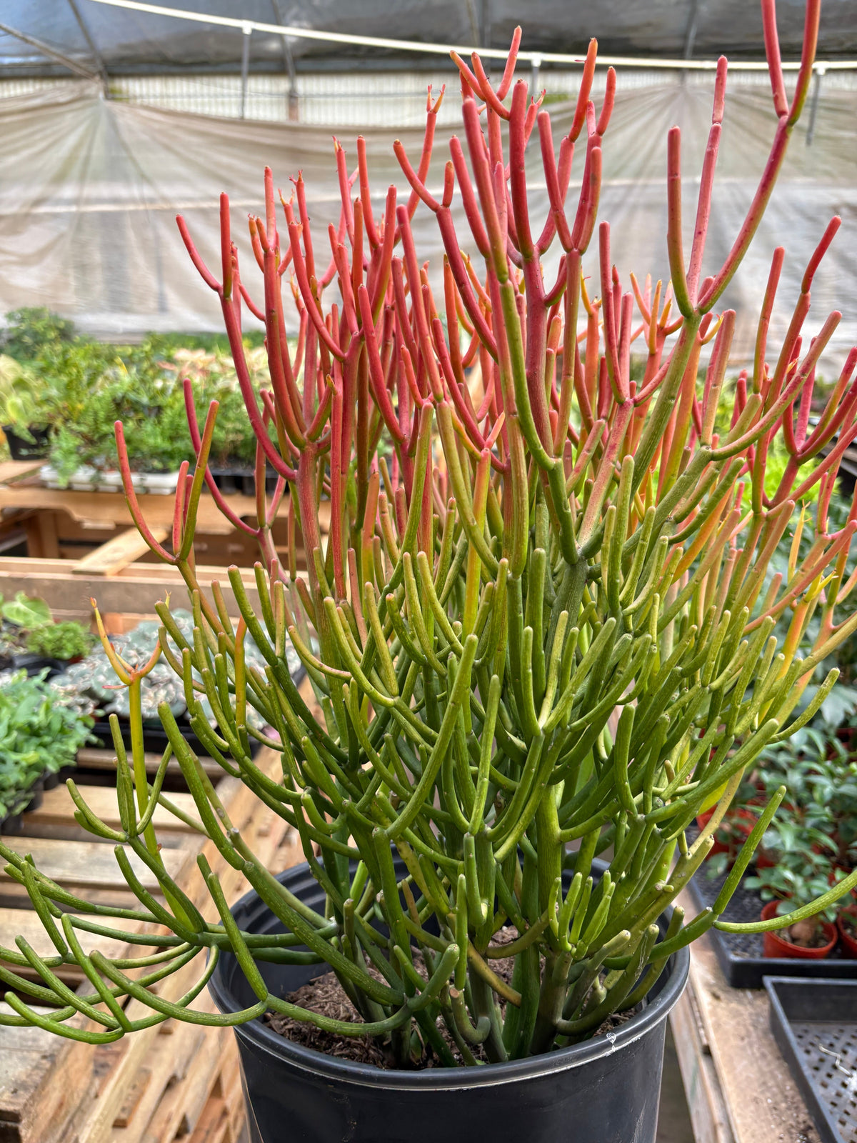 Succulent Euphorbia 'Fire Sticks'