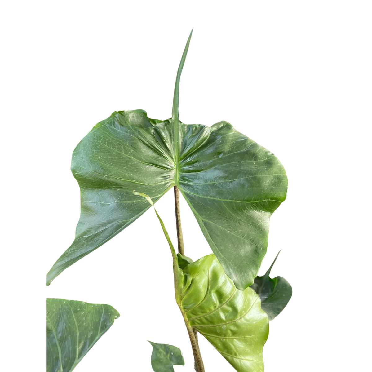 Alocasia macrorrhizos 'Stingray'