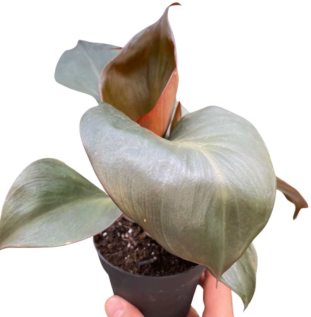 Philodendron 'Red Heart'